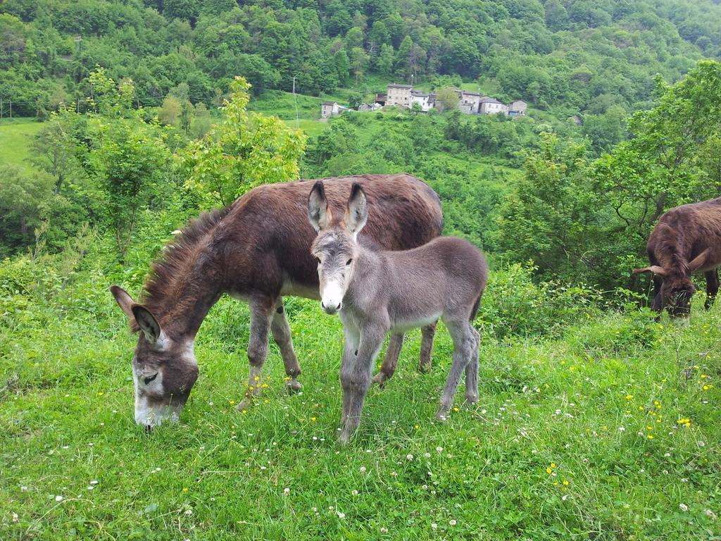 Agriturismo Ca Sonino Bettola  Εξωτερικό φωτογραφία
